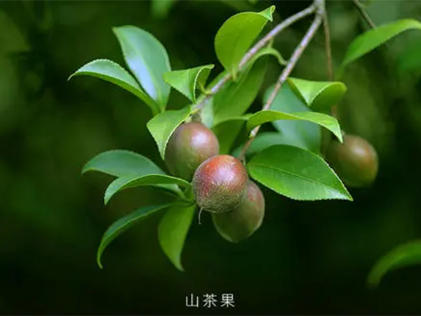 茶籽油（可宅男污视频）